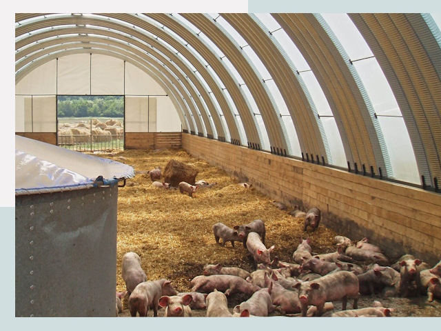 Строительство свинарников в Прокопьевске